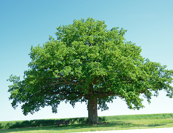 tree